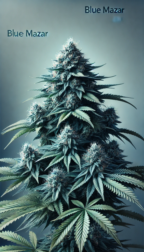 Blue Mazar Feminisiert - Bulk Breeders