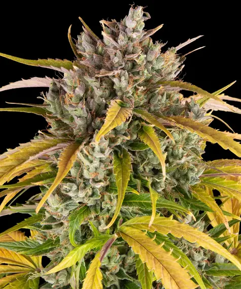 LSD AUTO STRAIN BEGIB DICH AUF EIN PSYCHEDELISCHES ABENTEUER MIT DIESER NEU DEFINIERTEN KLASSIKER-AUTOFLOWER