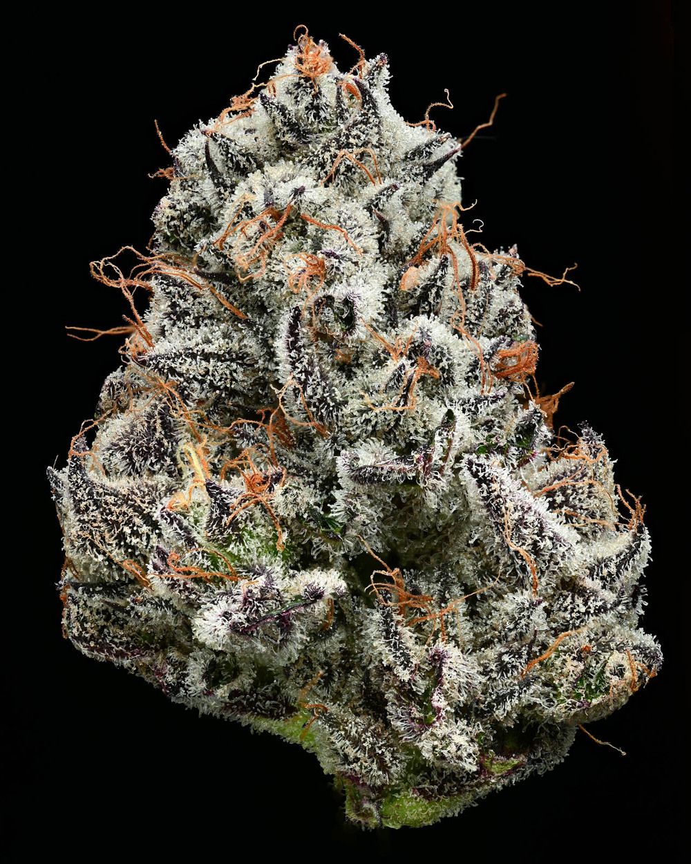 BLACK CHERRY GUSHERS STRAIN BARNEY'S FARM X THE BACKPACK BOYZ - EINE BAHNBRECHENDE KOLLABORATION