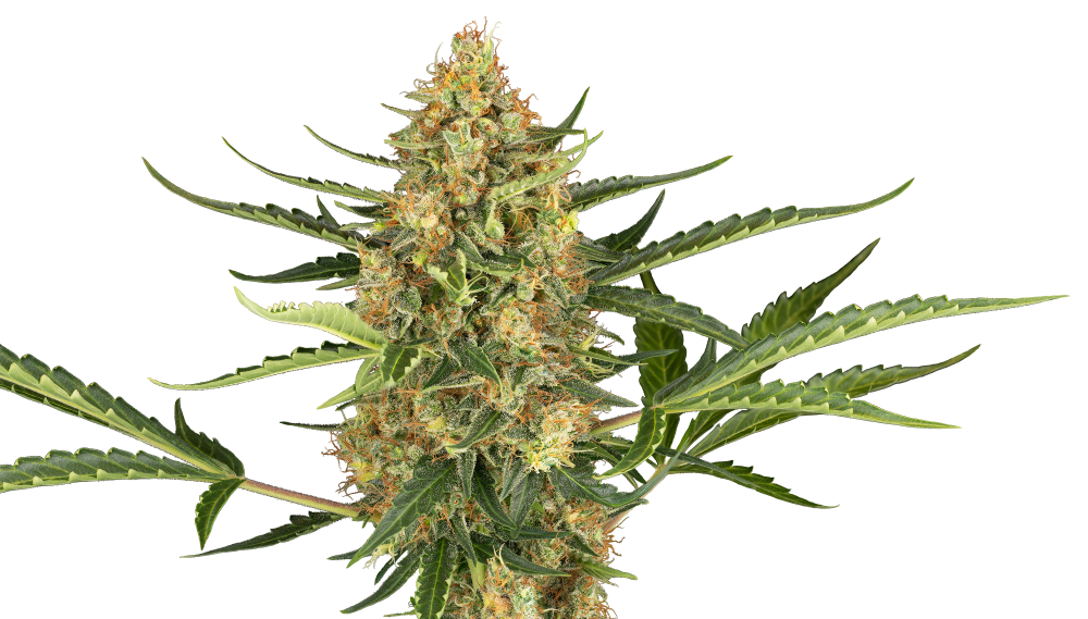 Sensi Seeds Hanfsamen Blueberry Bubblegum Automatic Feminisiert